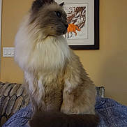 Jethro is registered to the contest to win money with this photo: cat, fluffy, sitting, indoor, portrait, furniture, couch, blue_fabric, wall_art, framed_picture, animal, pet, long_fur, tail, side_view, brown, beige, cozy, domestic, curious