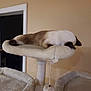 Ziva C joined the competition — help win amazing prizes! cat, siamese_cat, cat_tree, pet, indoor, sleeping, furniture, beige, relaxing, animal, cute, fluffy, paw, perch, resting, cozy, domestic, mammal, whiskers, fur