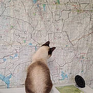 Ziva C is registered to the contest to win money with this photo: cat, siamese_cat, map, desk, indoor, animal, pet, tail, white_surface, wall_map, curious, back_view, feline, brown_and_white, stationery, paper, planning, quiet, focused, room