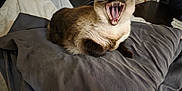 Ziva C joined the competition — help win amazing prizes! cat, siamese_cat, yawning, teeth, blanket, gray_blanket, indoor, pet, feline, cozy, fur, whiskers, mouth_open, animal, resting, soft, cute, domestic, comfortable, closeup