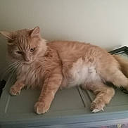 Carona is registered to the contest to win money with this photo: cat, orange_cat, fluffy, indoor, animal, pet, resting, storage_container, feline, whiskers, fur, relaxed, laying_down, four_legs, tail, domestic_animal, cute, mammal, household, side_view