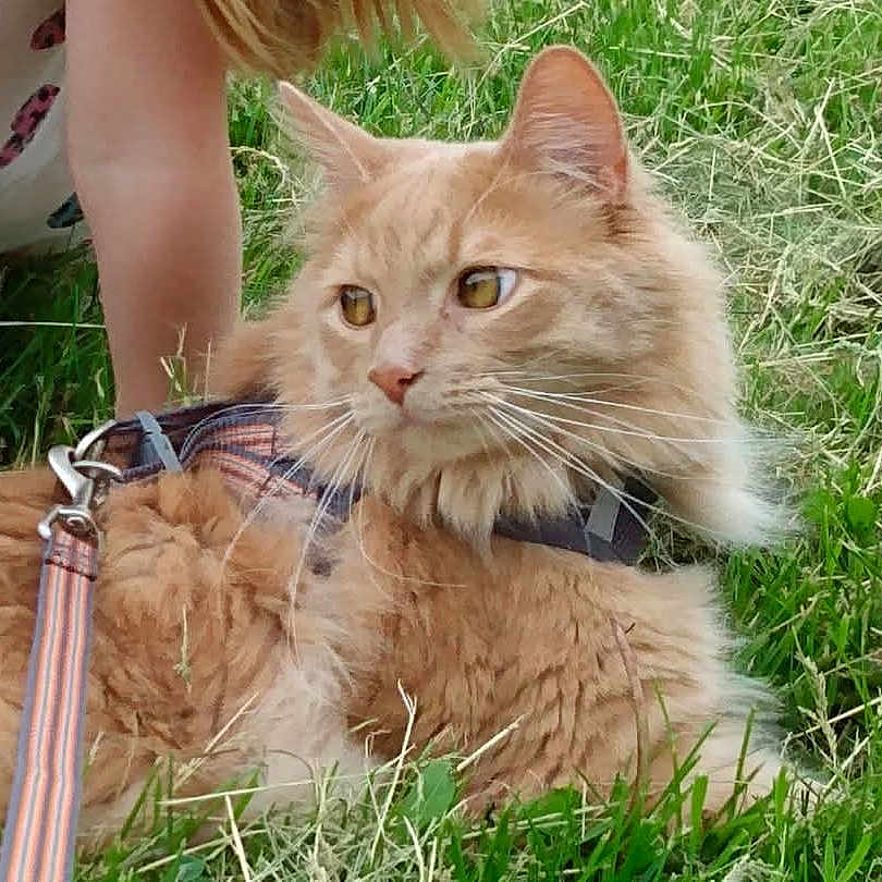 Carona is registered to the contest to win money with this photo: animal, arm, cat, child, closeup, curious, dress, feline, fluffy, ginger_cat, grass, greenery, harness, leash, nature, outdoor, pattern, pet, relaxed, summer