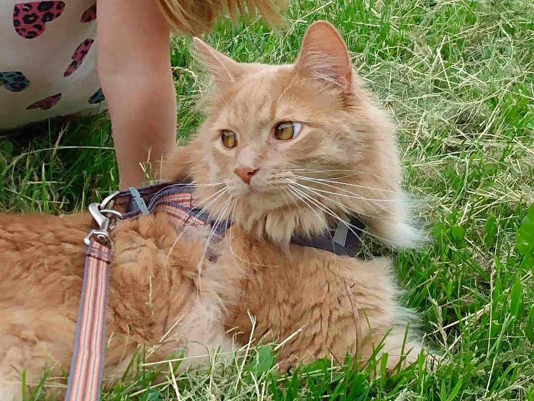 Carona is registered to the contest to win money with this photo: cat, ginger_cat, fluffy, grass, outdoor, pet, leash, harness, animal, curious, closeup, greenery, child, arm, dress, pattern, nature, summer, relaxed, feline