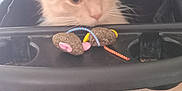 Carona joined the competition — help win amazing prizes! cat, fluffy, beige, toy_mouse, stroller, pink, black, indoor, pet, curious, animal, feline, close_up, soft_light, resting, tray, playful, domestic, cute, pet_toys