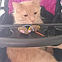 cat, fluffy, beige, toy_mouse, stroller, pink, black, indoor, pet, curious, animal, feline, close_up, soft_light, resting, tray, playful, domestic, cute, pet_toys