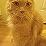 Carona is registered to the contest to win money with this photo: cat, orange_cat, fluffy, pet, indoor, wooden_floor, whiskers, fur, cute, animal, mammal, feline, portrait, sitting, close_up, domestic_cat, eyes, paw, tail, house