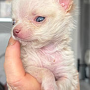 Kira participe au concours pour gagner de l'argent avec cette photo : puppy, dog, hand, close_up, cute, fluffy, blue_eyes, pet, animal, young, mammal, furry, domestic_animal, pink_nose, small, baby_animal, indoor, human_hand, portrait, soft