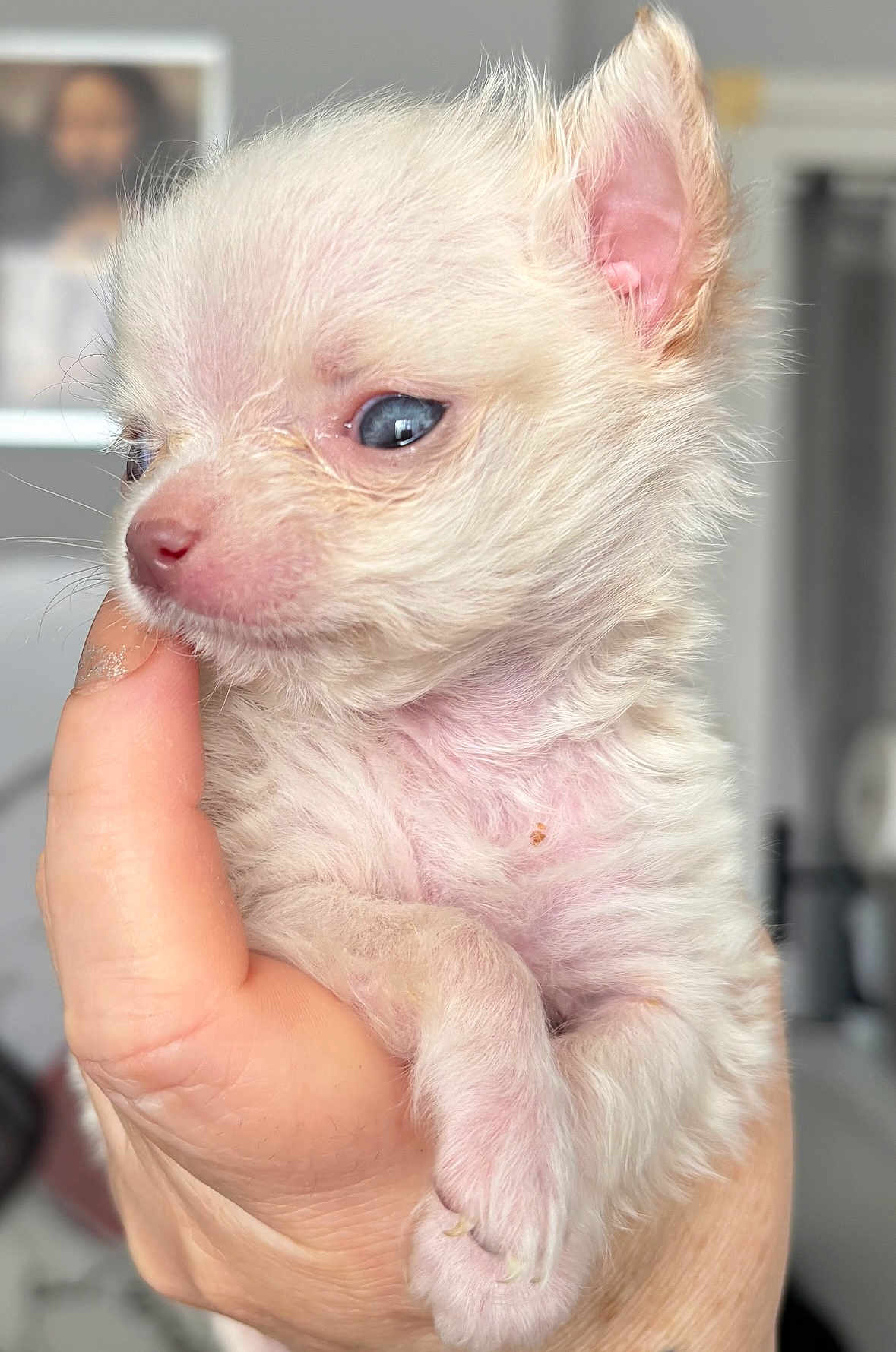Kira participe au concours pour gagner de l'argent avec cette photo : puppy, dog, hand, close_up, cute, fluffy, blue_eyes, pet, animal, young, mammal, furry, domestic_animal, pink_nose, small, baby_animal, indoor, human_hand, portrait, soft