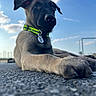 puppy, dog, collar, outdoor, sky, clouds, ground, pet, animal, closeup, curious, young, cute, nature, daylight, mammal, fur, ears, nose, paw