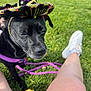dog, black_dog, sombrero, hat, grass, outdoor, sunlight, leash, purple_leash, person, legs, white_shoes, sitting, close_up, pet, funny_hat, summer, festive, canine, nature