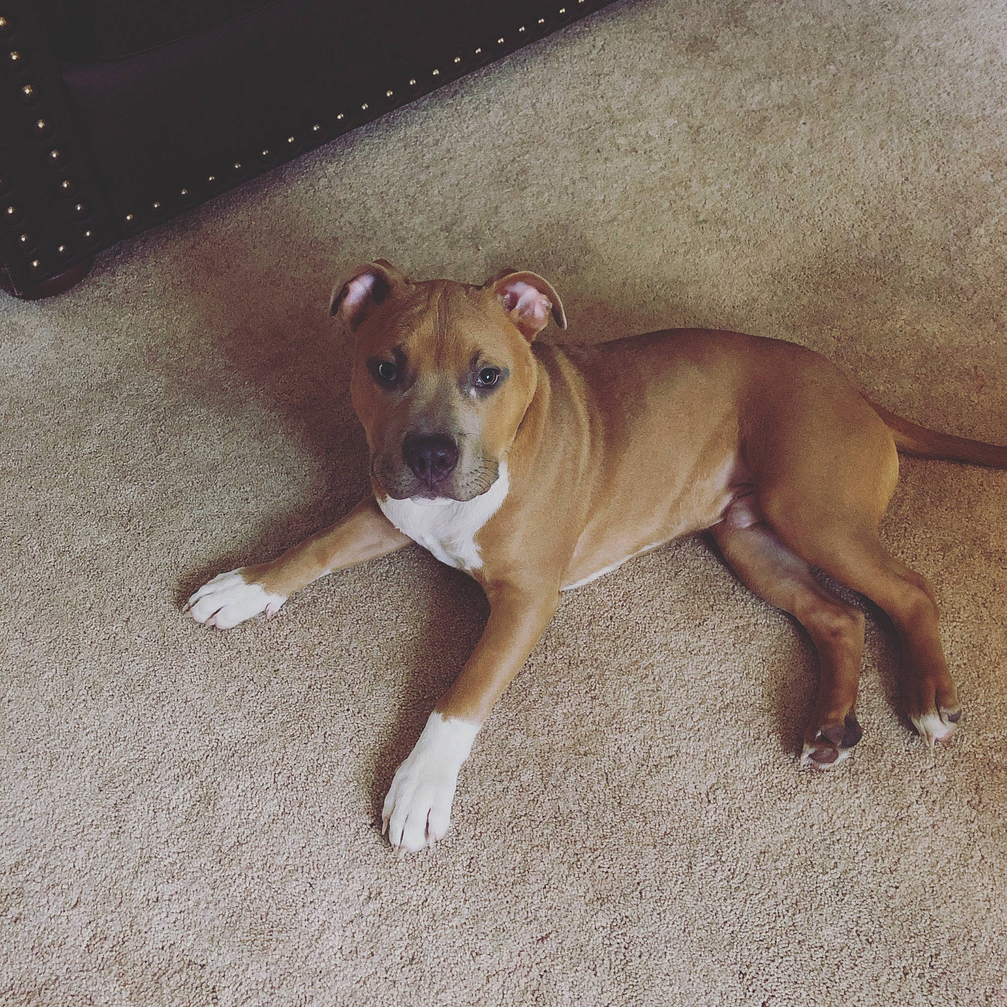 Diesel joined the competition — help win amazing prizes! american_pit_bull_terrier, american_staffordshire_terrier, canidae, carnivore, companion_dog, dog, dog_breed, ear, fawn, mammal, non_sporting_group, nose, puppy, snout, staffordshire_bull_terrier, tail