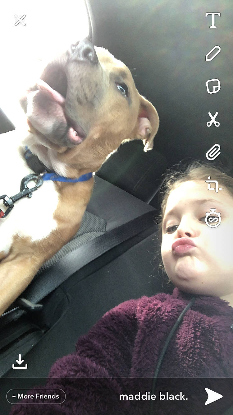 Diesel joined the competition — help win amazing prizes! american_pit_bull_terrier, american_staffordshire_terrier, canidae, carnivore, companion_dog, dog, dog_breed, ear, fawn, non_sporting_group, nose, photography, pit_bull, puppy_love, selfie, snout, sporting_group
