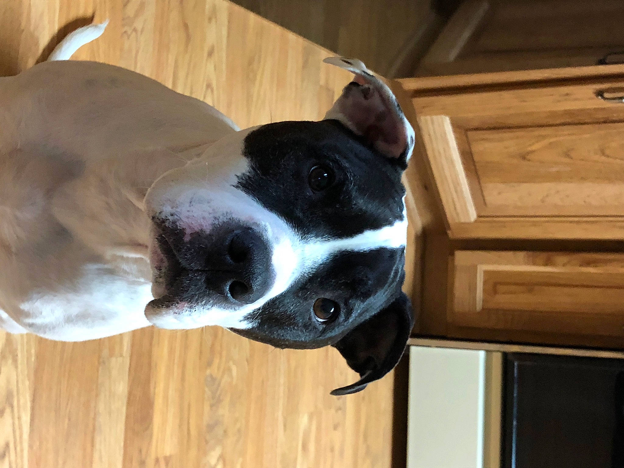 Lola joined the competition — help win amazing prizes! american_staffordshire_terrier, boston_terrier, canidae, carnivore, dog, dog_breed, ear, fawn, mammal, non_sporting_group, nose, snout, sporting_group, valley_bulldog, vertebrate, whiskers