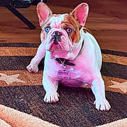 Odus joined the competition — help win amazing prizes! animal, blue_eye, bulldog, canine, collar, dog, ears, face, fur, heterochromia, household, indoor, lying_down, patterned_rug, pet, pet_tag, pink_light, purple_eye, rug, wooden_floor