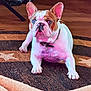 animal, blue_eye, bulldog, canine, collar, dog, ears, face, fur, heterochromia, household, indoor, lying_down, patterned_rug, pet, pet_tag, pink_light, purple_eye, rug, wooden_floor