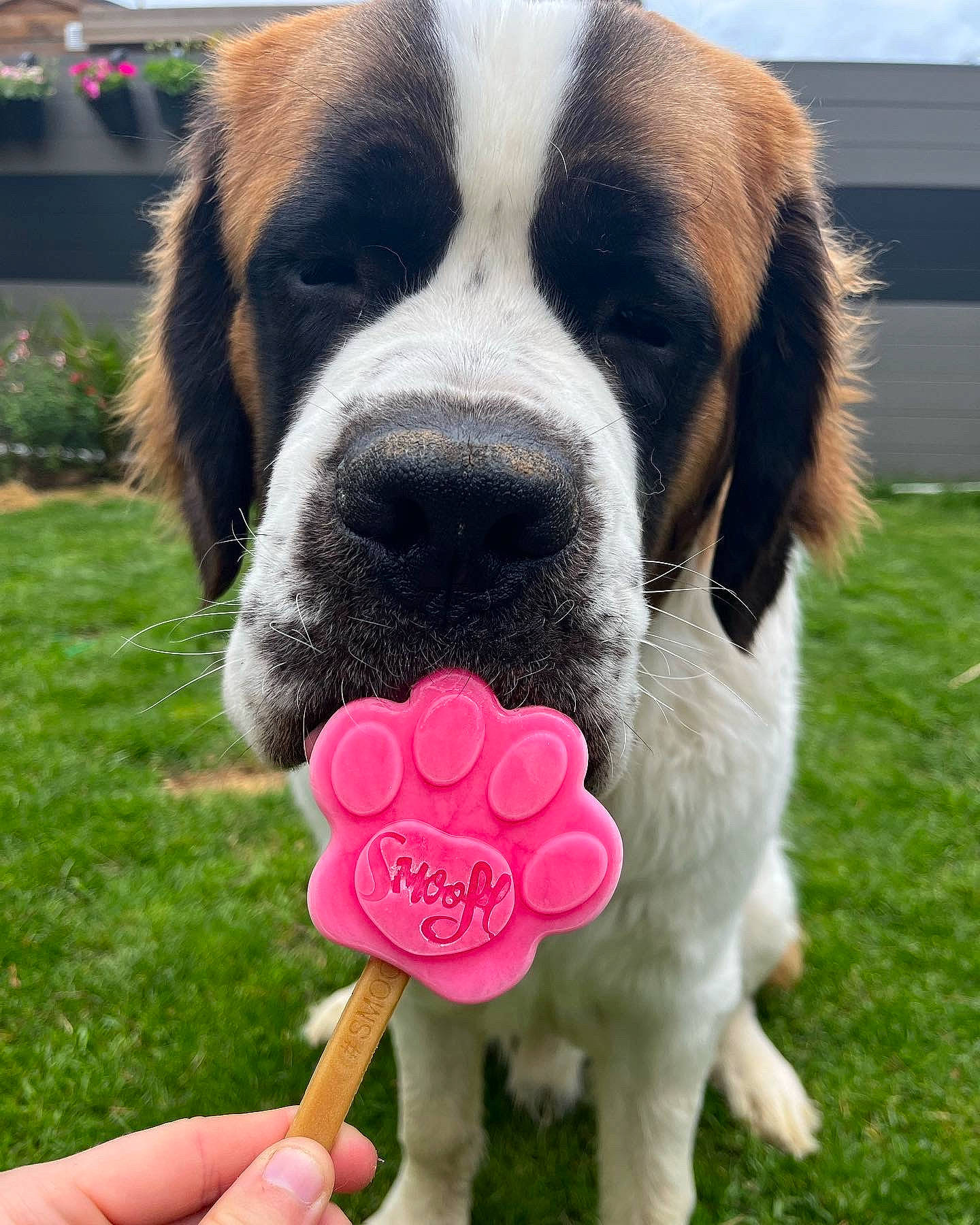Seiko participe au concours pour gagner de l'argent avec cette photo : ball, canidae, carnivore, collar, companion_dog, dog, dog_breed, dog_collar, dog_supply, fashion_accessory, fawn, giant_dog_breed, grass, happy, party_supply, petal, plant, snout, toy, working_animal