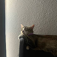 Nova joined the competition — help win amazing prizes! animal, calm, cat, cozy, daylight, domestic_cat, furniture, indoor, paw, peaceful, pet, purple_collar, quiet, relaxation, resting, side_view, sleeping, texture, wall, whiskers