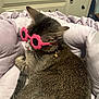 Nova is registered to the contest to win money with this photo: animal, bed, bell, cat, collar, cozy, cute, feline, flower_shaped, fur, glasses, indoor, pet, pink, plush, relaxed, resting, sunglasses, tabby, whiskers