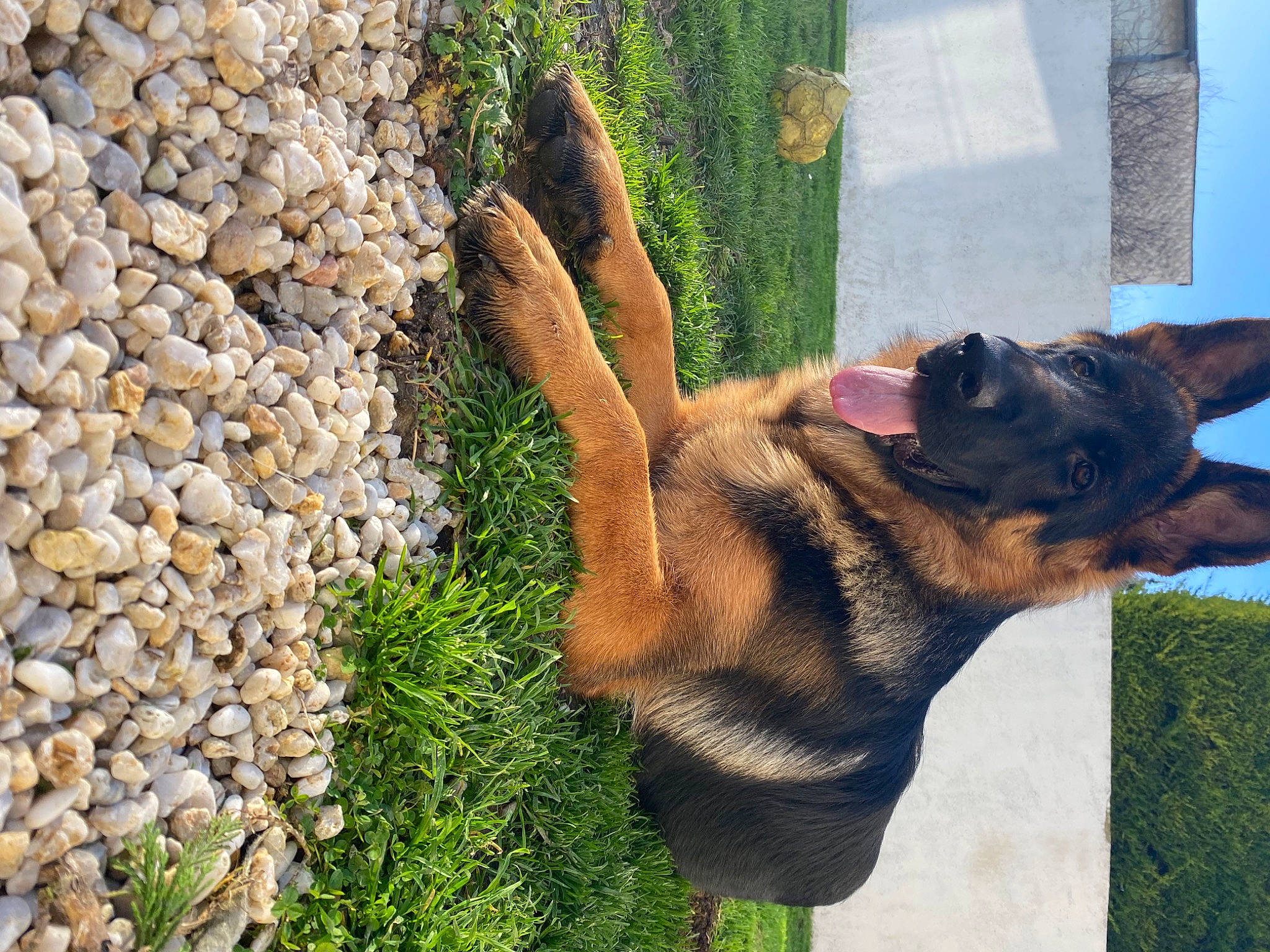 T-rex participe au concours pour gagner de l'argent avec cette photo : canidae, carnivore, companion_dog, dog, dog_breed, ear, fawn, fur, gesture, grass, guard_dog, liver, plant, shadow, snout, sporting_group, tail, wildlife, wood, working_animal