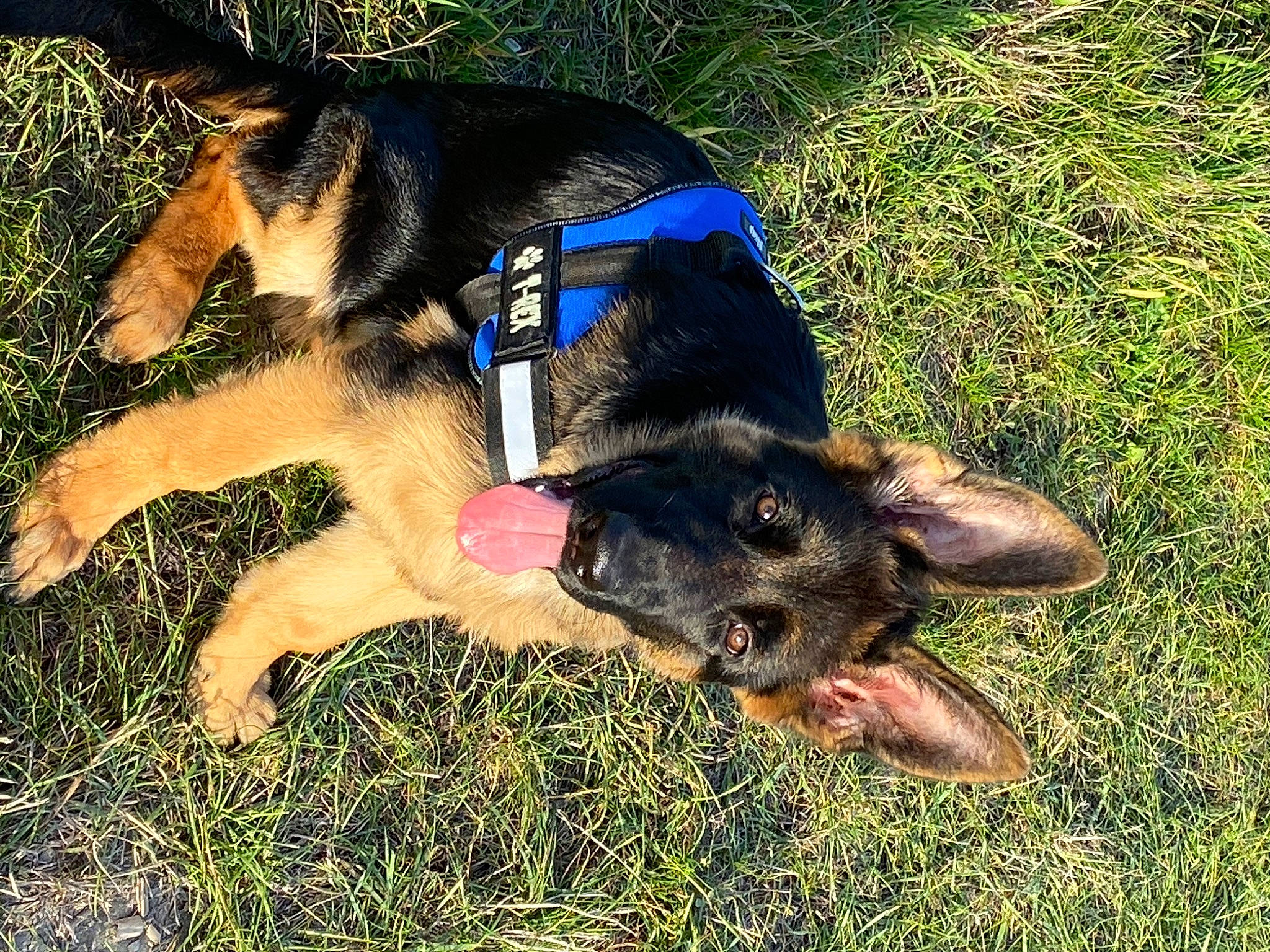 T-rex participe au concours pour gagner de l'argent avec cette photo : canidae, carnivore, collar, companion_dog, dog, dog_breed, dog_collar, dog_supply, east_european_shepherd, electric_blue, german_shepherd_dog, grass, herding_dog, king_shepherd, old_german_shepherd_dog, plant, snout, sporting_group, tail, working_animal