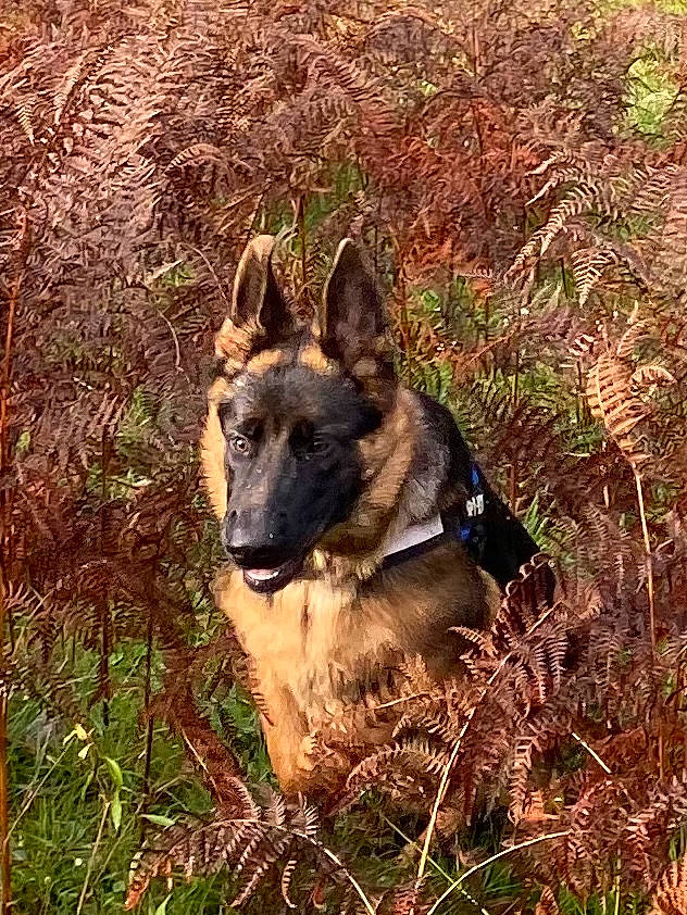 T-rex a rejoint le concours — aidez-le/la à gagner de superbes lots ! belgian_shepherd_malinois, canidae, carnivore, dog, dog_breed, east_european_shepherd, fawn, german_shepherd_dog, grass, herding_dog, king_shepherd, livestock_guardian_dog, old_german_shepherd_dog, plant, snout, sporting_group, terrestrial_animal, wildlife, working_animal, working_dog