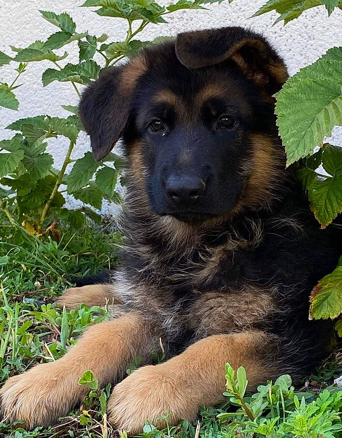 T-rex a rejoint le concours — aidez-le/la à gagner de superbes lots ! ancient_dog_breeds, canidae, carnivore, companion_dog, dog, dog_breed, fawn, grass, groundcover, hat, herb, plant, snout, sporting_group, terrestrial_animal, wildlife, working_animal, working_dog