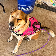Cookie joined the competition — help win amazing prizes! dog, harness, pink, concrete, bucket, blue, leash, purple_leash, smiling_dog, happy, pet, outdoor, canine, resting_dog, mat, collar, tag, fur, sitting, close_up