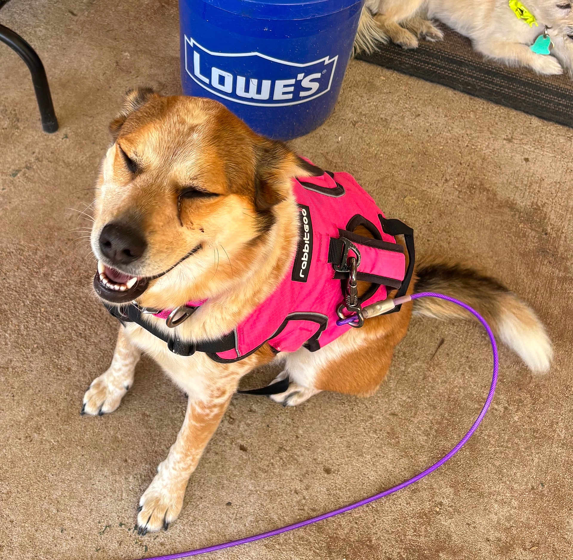Cookie joined the competition — help win amazing prizes! dog, harness, pink, concrete, bucket, blue, leash, purple_leash, smiling_dog, happy, pet, outdoor, canine, resting_dog, mat, collar, tag, fur, sitting, close_up