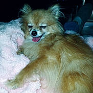 Serenity Hope joined the competition — help win amazing prizes! dog, small_dog, fluffy, golden_fur, long_hair, tongue_out, open_mouth, sleepy, smiling, portrait, close_up, pet, animal, blanket, pink_blanket, cozy, indoors, car_interior, sitting, relaxed