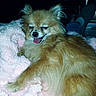 dog, small_dog, fluffy, golden_fur, long_hair, tongue_out, open_mouth, sleepy, smiling, portrait, close_up, pet, animal, blanket, pink_blanket, cozy, indoors, car_interior, sitting, relaxed