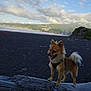dog, small_dog, pomeranian, beach, black_sand, ocean, coastline, driftwood, mountains, clouds, sky, horizon, tail, tongue, paws, harness, pet, outdoors, landscape, distant_person