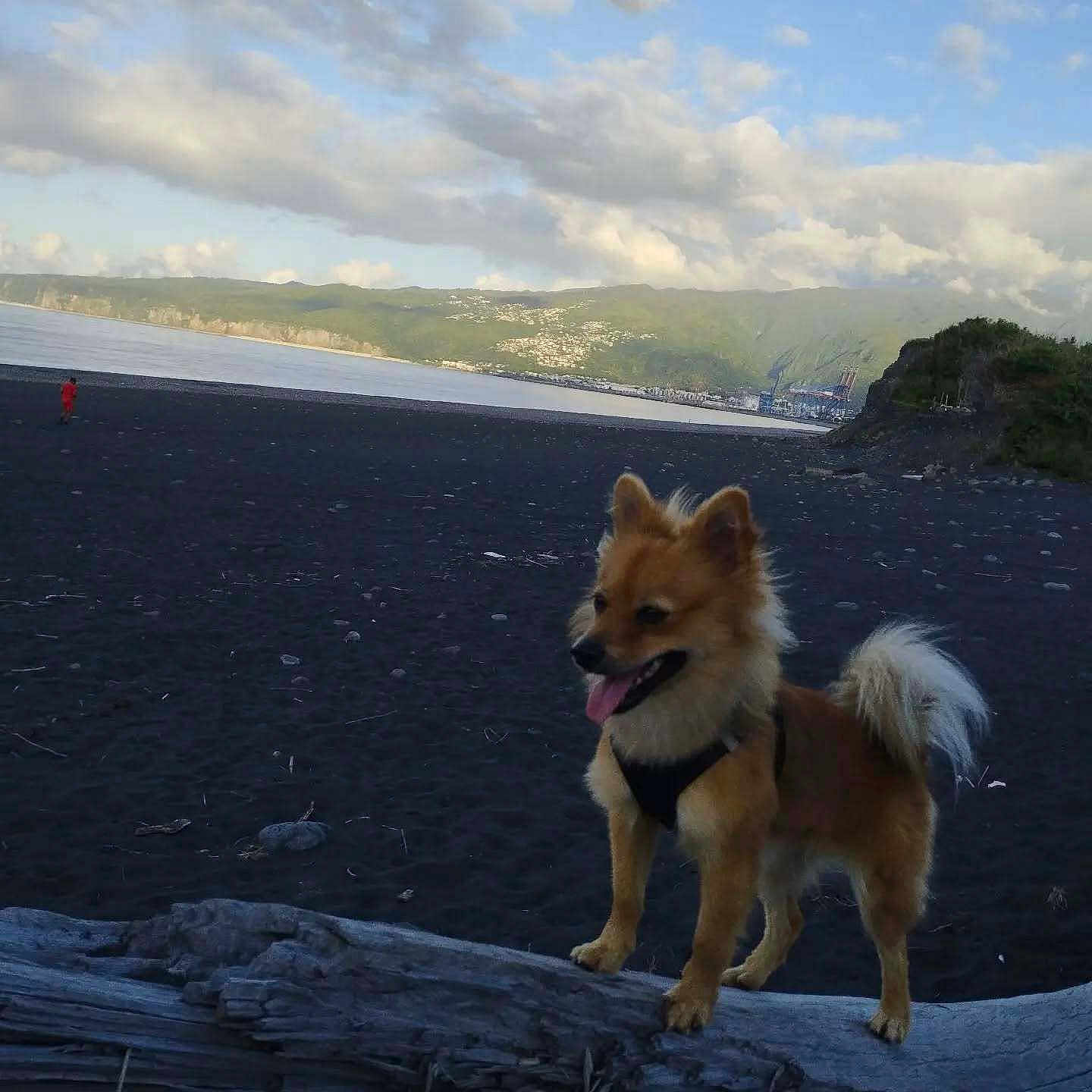 Toukou a rejoint le concours — aidez-le/la à gagner de superbes lots ! dog, small_dog, pomeranian, beach, black_sand, ocean, coastline, driftwood, mountains, clouds, sky, horizon, tail, tongue, paws, harness, pet, outdoors, landscape, distant_person