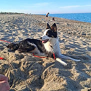 Allya a rejoint le concours — aidez-le/la à gagner de superbes lots ! dog, beach, sand, sea, sky, sunny, outdoor, animal, pet, relaxed, leash, black_and_white, canine, shore, vacation, summer, nature, recreation, playful, daytime