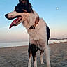 Allya participe au concours pour gagner de l'argent avec cette photo : dog, border_collie, beach, sand, sunset, sky, moon, outdoor, pet, canine, animal, collar, tongue, ears, standing, nature, daylight, vacation, water, landscape