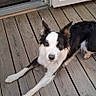 Allya a rejoint le concours — aidez-le/la à gagner de superbes lots ! dog, black_and_white, wooden_deck, open_door, glass_door, pet, animal, relaxed, outdoor, flooring, domestic, canine, looking_up, fur, ears, collar, home, waiting, quiet, daylight