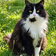 Câlinou participe au concours pour gagner de l'argent avec cette photo : animal, black_and_white, cat, cute, ears, eyes, feline, fluffy, fur, grass, greenery, muzzle, nature, outdoor, pets, portrait, sitting, sunlight, whiskers, wildflowers