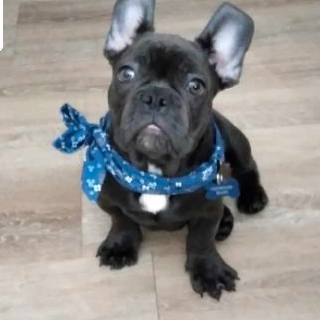 Blue joined the competition — help win amazing prizes! adorable, animal, bandana, black_dog, blue_bandana, canine, companion, cute, dog, domestic_animal, ears, floor, indoor, looking_up, pet, portrait, puppy, sitting, small_dog, young_dog
