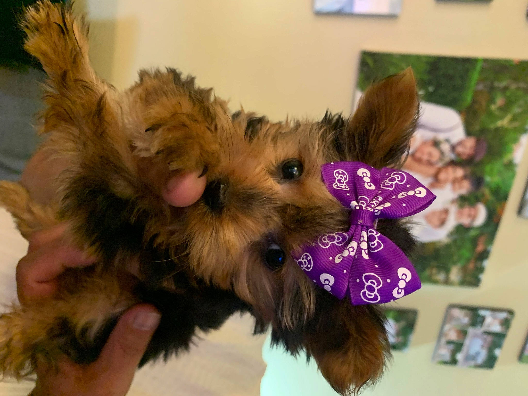 Charlie is registered to the contest to win money with this photo: australian_silky_terrier, australian_terrier, cairn_terrier, canidae, carnivore, dog, dog_breed, dog_toy, fawn, fur, norwich_terrier, puppy, small_terrier, snout, terrier, toy_dog, yorkipoo, yorkshire_terrier