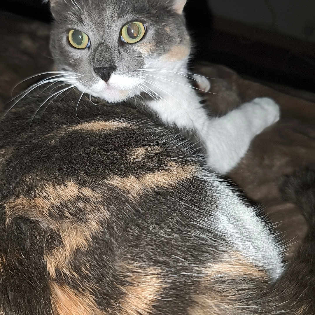 Praline participe au concours pour gagner de l'argent avec cette photo : abyssinian, angora, animal, brasssection, cat, gray, horn, kitten, manx, musicalinstrument, pet, siamese, slate, wood