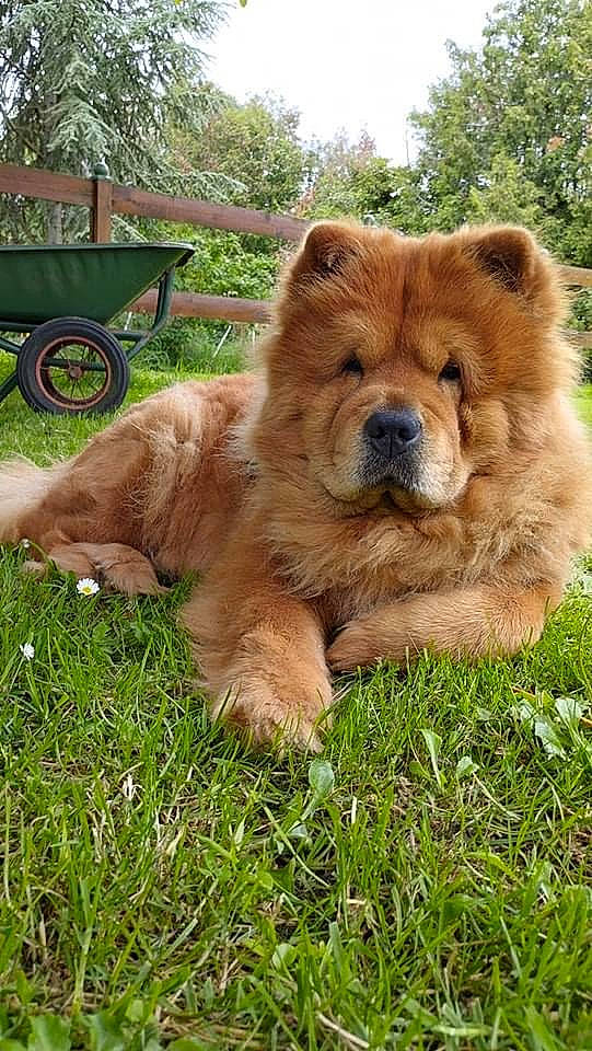 Molly a rejoint le concours — aidez-le/la à gagner de superbes lots ! canidae, carnivore, cart, companion_dog, dog_breed, fawn, fur, grass, kodiak_bear, liver, outdoor_furniture, plant, snout, sporting_group, terrestrial_animal, tire, tree, wheel, wildlife, working_animal