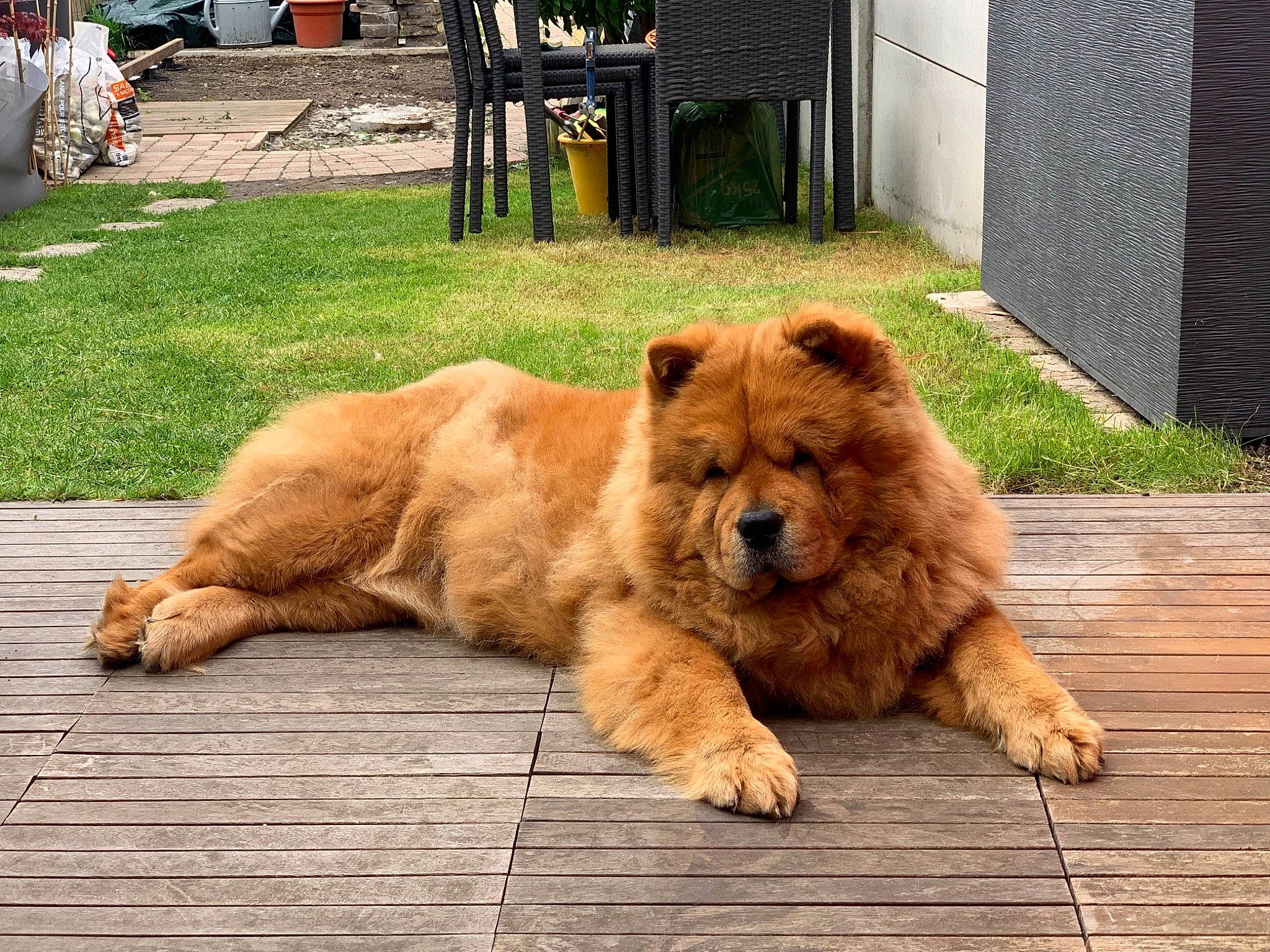 Molly a rejoint le concours — aidez-le/la à gagner de superbes lots ! ancient_dog_breeds, canidae, carnivore, chow_chow, companion_dog, dog, dog_breed, eurasier, fawn, mammal, non_sporting_group, sporting_group, vertebrate