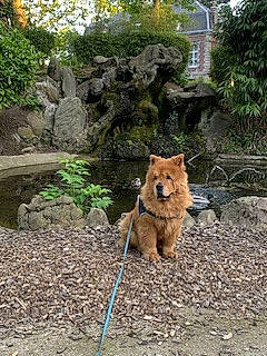 Molly participe au concours pour gagner de l'argent avec cette photo : bedrock, canidae, carnivore, companion_dog, dog, dog_breed, fawn, garden, groundcover, landscape, leash, plant, rock, snout, sporting_group, tail, terrestrial_animal, tree, working_animal, working_dog