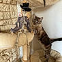 cat, cat_tree, cozy, curious, decoration, feline, furniture, home, indoor, paw, pet, playful, sitting_bed, skeleton_decoration, standing_cat, stone_wall, tabby_cat, top_hat, toy_mouse, white_wall