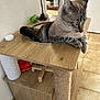 alert, animal, blue_eyes, cat, cat_tree, comfortable, curious, domestic, feline, fur, household, indoor, paw, pet, relaxed, scratching_post, tiled_floor, toy, wall, wooden_furniture
