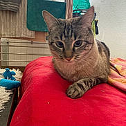 Yoshi a rejoint le concours — aidez-le/la à gagner de superbes lots ! animal, background, bed, blanket, cat, cozy, domestic, fur, furniture, household, indoor, looking, paw, pet, red, relaxed, resting, striped, tabby, towel
