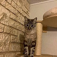 Yoshi participe au concours pour gagner de l'argent avec cette photo : cat, tabby, cat_tree, indoor, pet, animal, feline, curious, carpeted, stone_wall, wallpaper, paws, ears, whiskers, standing, looking, alert, furniture, home, cute