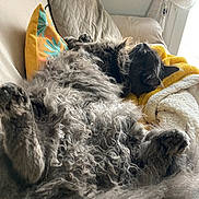 Ulysse a rejoint le concours — aidez-le/la à gagner de superbes lots ! animal, blanket, cat, comfort, couch, cozy, curled, feline, fluffy, fur, gray, home, indoor, pet, pillow, relaxing, resting, sleeping, soft, window