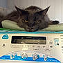 Ulysse a rejoint le concours — aidez-le/la à gagner de superbes lots ! animal, appliance, appliance_controls, cat, cute, domestic, ears, face, fur, gray_cat, home, household, indoor, laundry_room, paw, pet, relaxed, resting, washing_machine, yellow_eyes