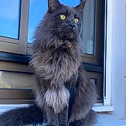 Ulysse participe au concours pour gagner de l'argent avec cette photo : cat, fluffy, gray_cat, yellow_eyes, windowsill, window, pet, animal, outdoor, feline, long_hair, whiskers, sitting, leash, curious, portrait, domestic_cat, house, fur, alert