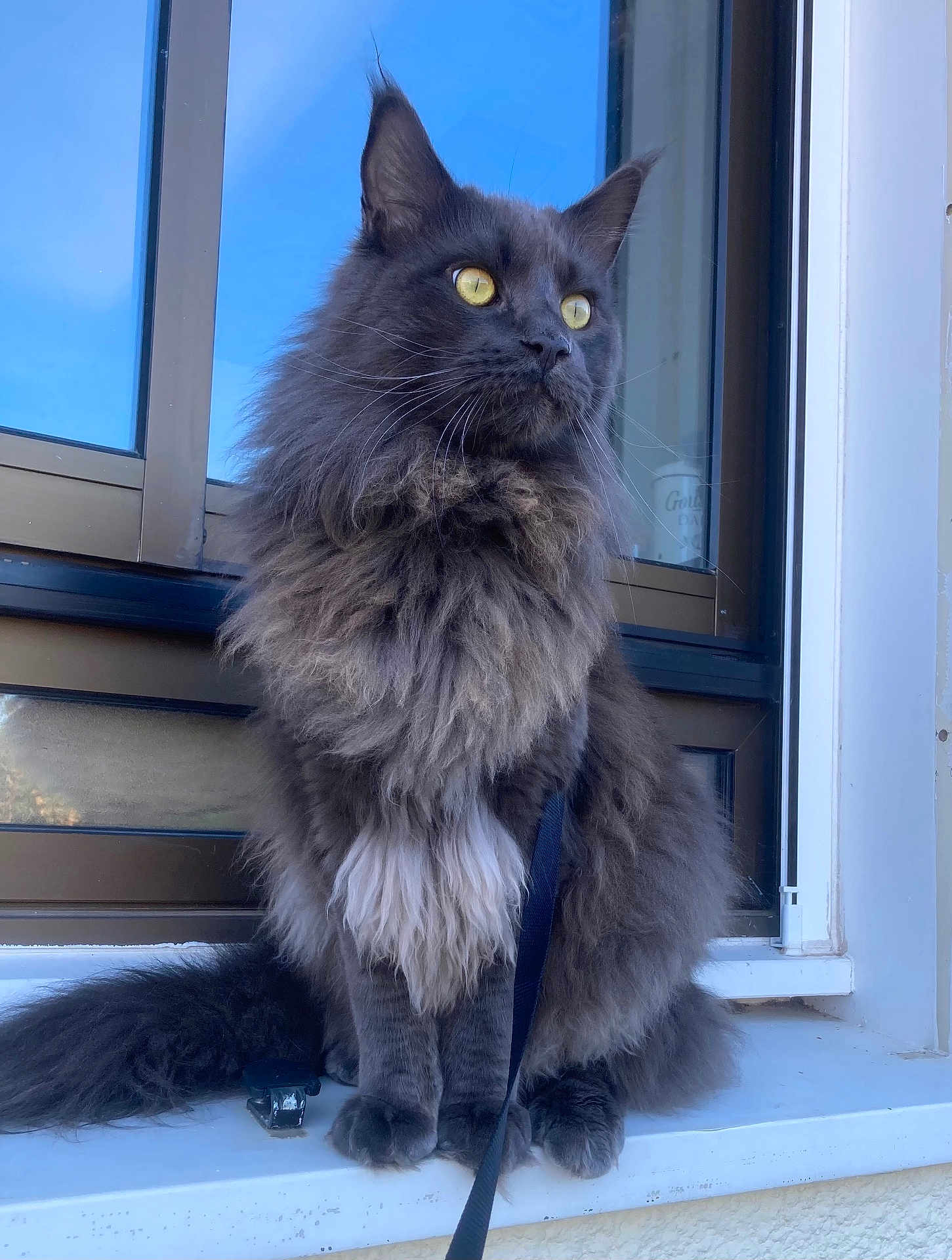Ulysse participe au concours pour gagner de l'argent avec cette photo : cat, fluffy, gray_cat, yellow_eyes, windowsill, window, pet, animal, outdoor, feline, long_hair, whiskers, sitting, leash, curious, portrait, domestic_cat, house, fur, alert